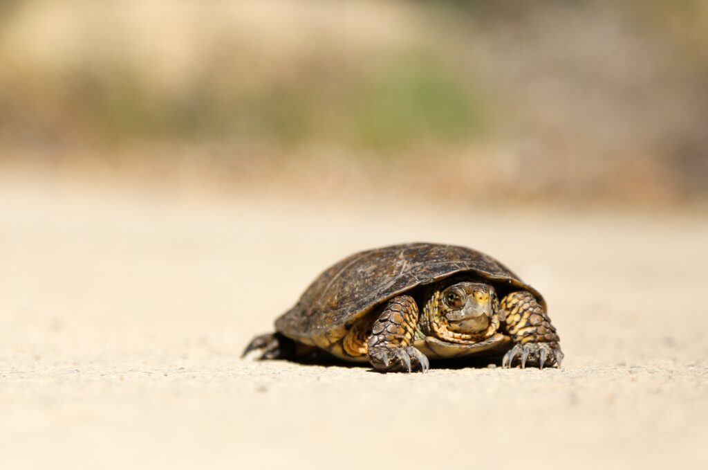 A picture of turtle slowly walking, representing how the mindset of slow and steady wins the race.