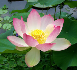 A beautiful white and pink lotus flower.